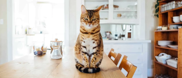 Comparing Self-Cleaning Litter Boxes vs. Semi-Automatic Cat Litter Boxes