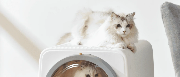 Importance of a Clean Cat Litter Box