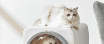 Importance of a Clean Cat Litter Box