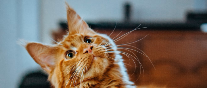 What You Need to Know Before Buying a Cat Litter Box