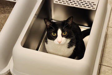 Modern stainless steel cat litter box with lid, enhancing home decor and pet health.