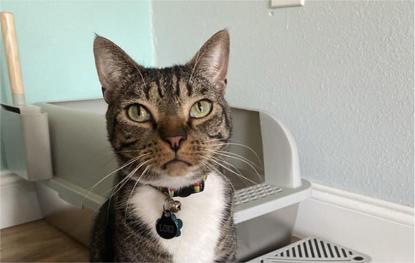 Stainless steel litter box placed in a stylish, clean home environment
