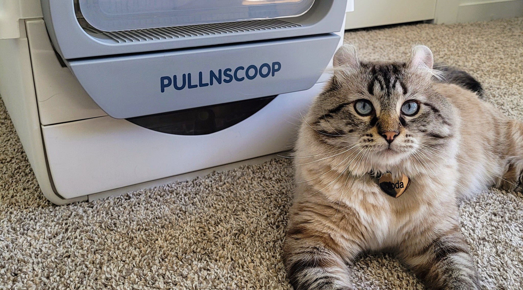 Why My Cats Peep and Poop Outside the Litter Box?