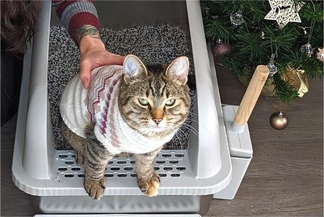 Stainless Steel Litter Boxes for Multiple Cats