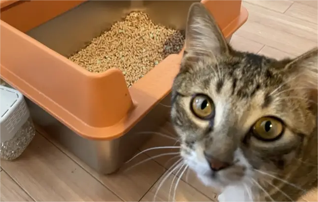 The Impact of Stainless Steel Litter Boxes on Cat Health