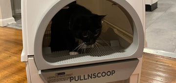 Creating a Comfortable Space: Understanding and Enhancing Your Cat's Litter Box Experience