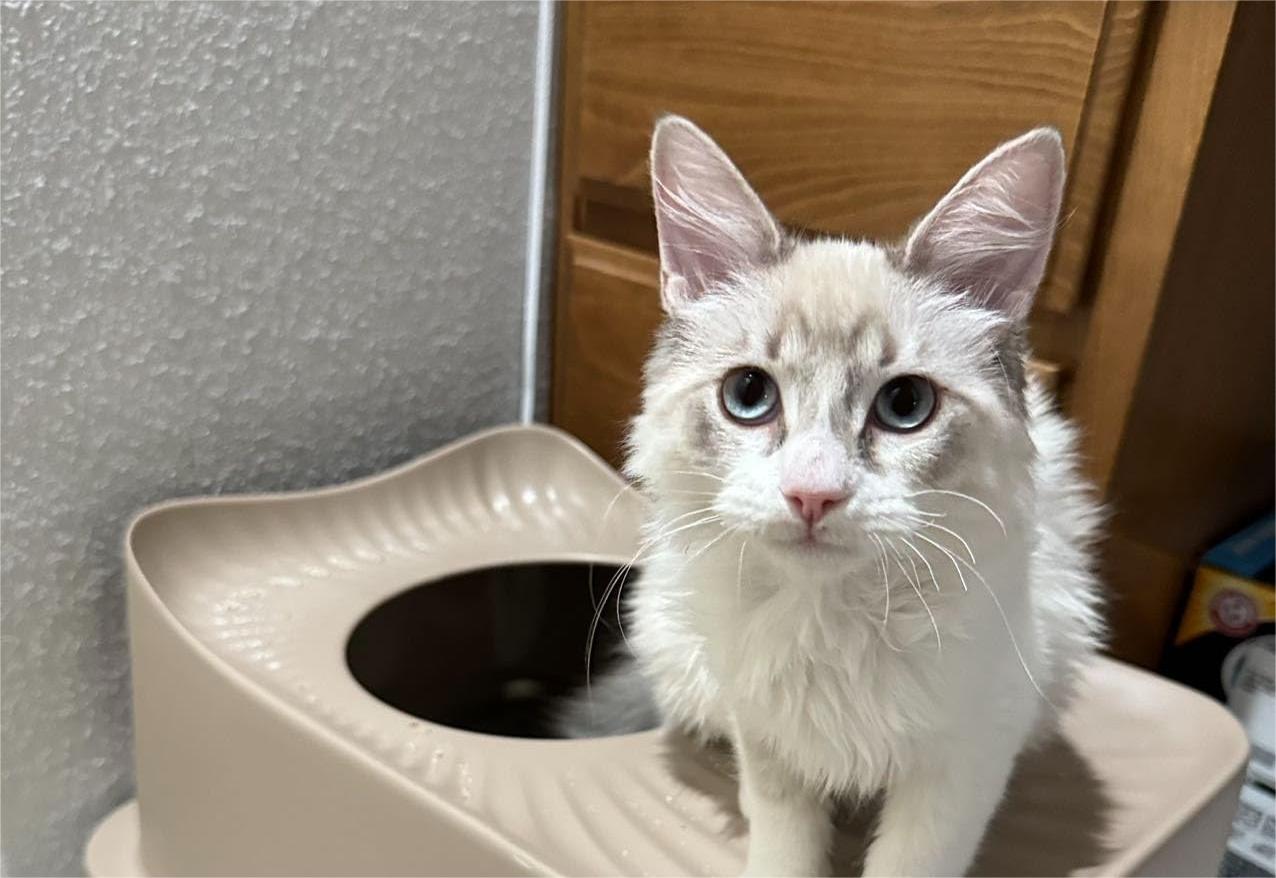 Stainless Steel vs Plastic: Choosing the Right Litter Box