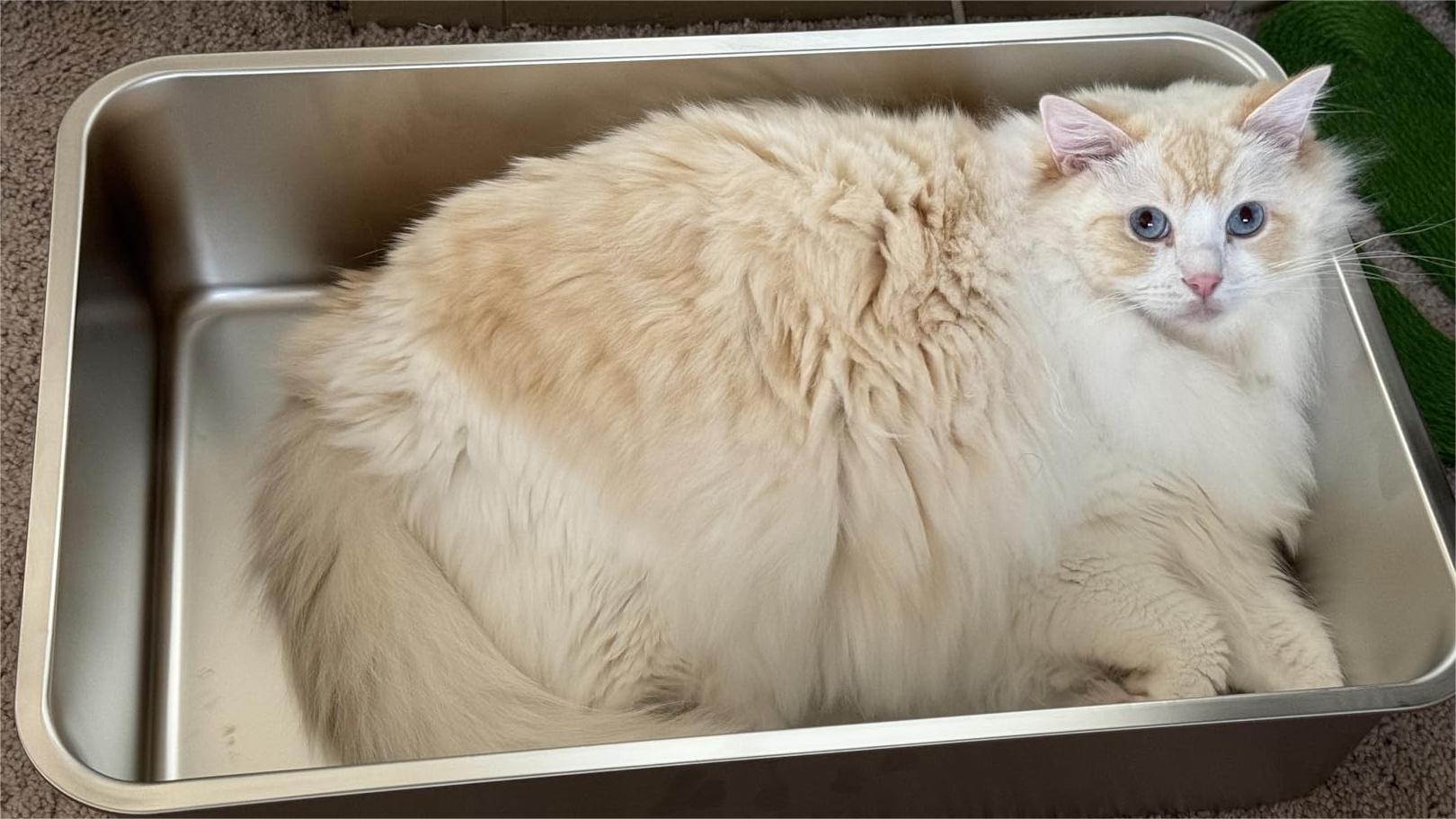 Eco-Friendly Cat Care with Stainless Steel Litter Boxes