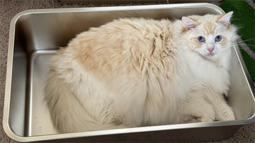 Eco-Friendly Cat Care with Stainless Steel Litter Boxes