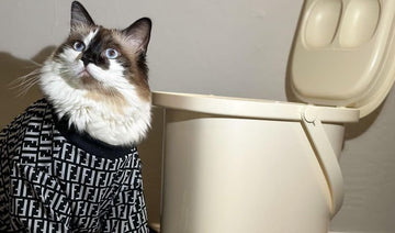 Why Dressing Up Cats May Not Be Ideal?