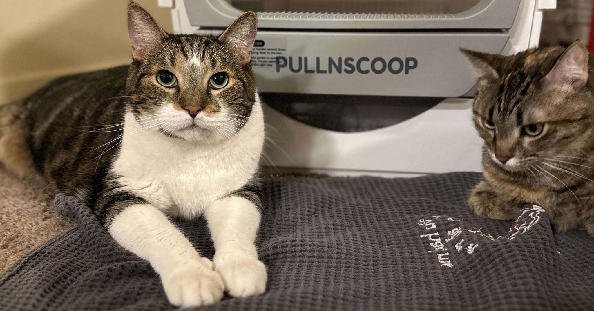 Understanding Cat Vomiting: What New Cat Parents Should Know