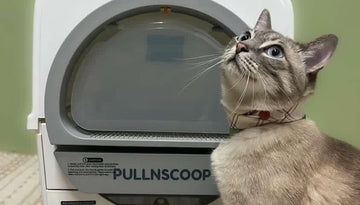 The Cat's Meow: How Often to Clean Your Cat's Litter Box