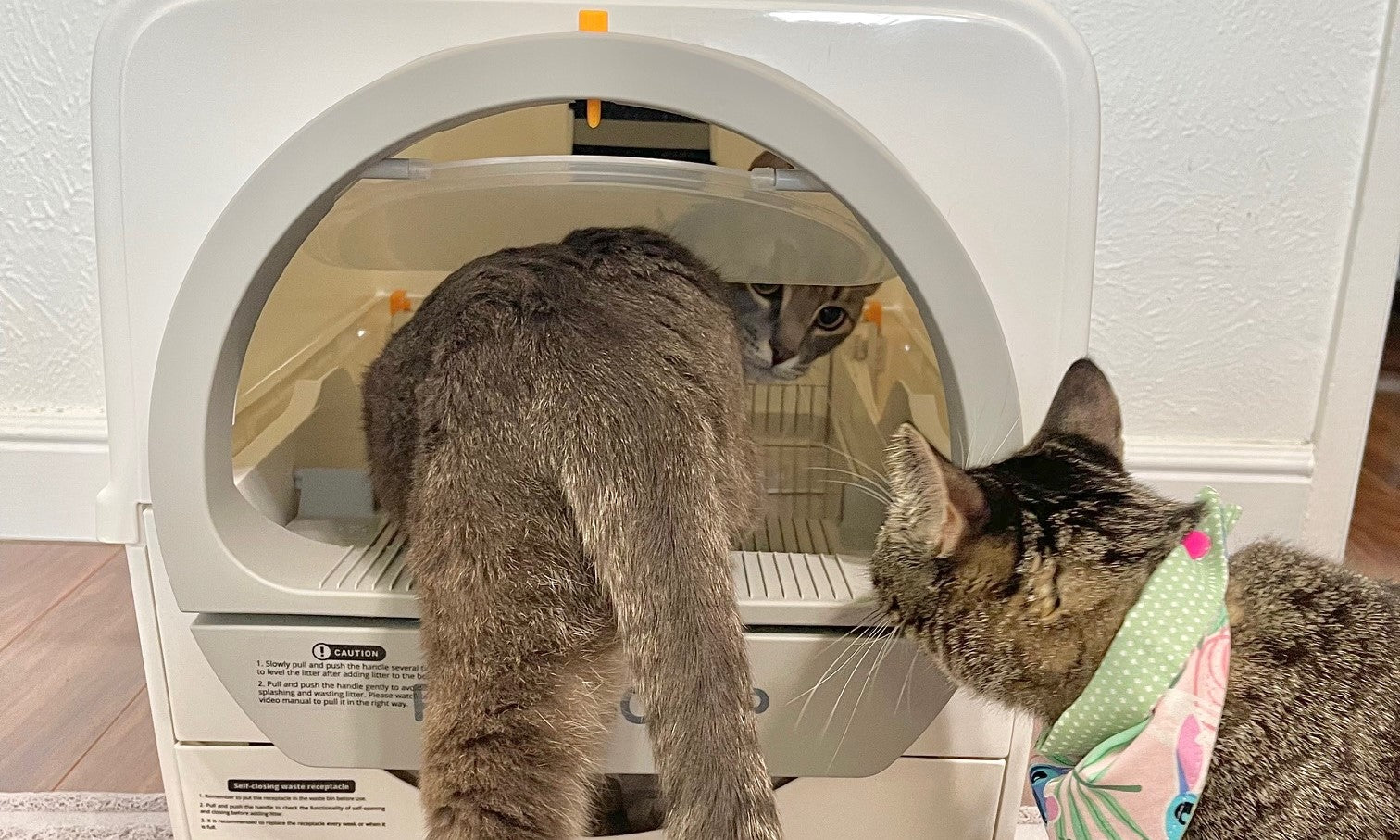 A Cat Owner's Guide: Training Your Feline Friend to Use the Litter Box